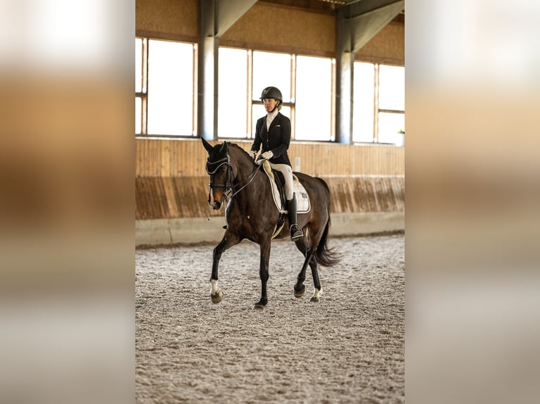 Oldenburger Stute 9 Jahre 165 cm Dunkelbrauner in Niederkassel