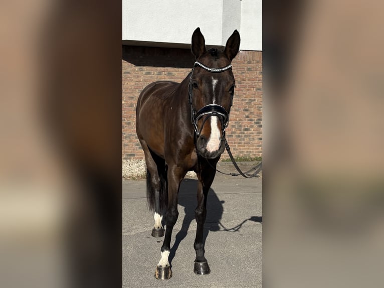 Oldenburger Stute 9 Jahre 165 cm Dunkelbrauner in Niederkassel