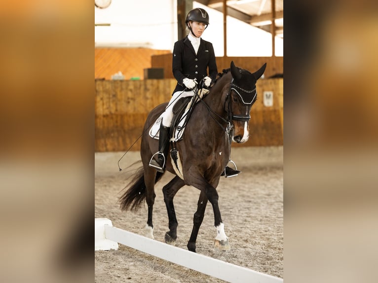 Oldenburger Stute 9 Jahre 165 cm Dunkelbrauner in Niederkassel