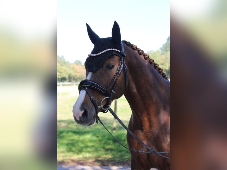 Oldenburger Stute 9 Jahre 165 cm Dunkelfuchs in Vlotho