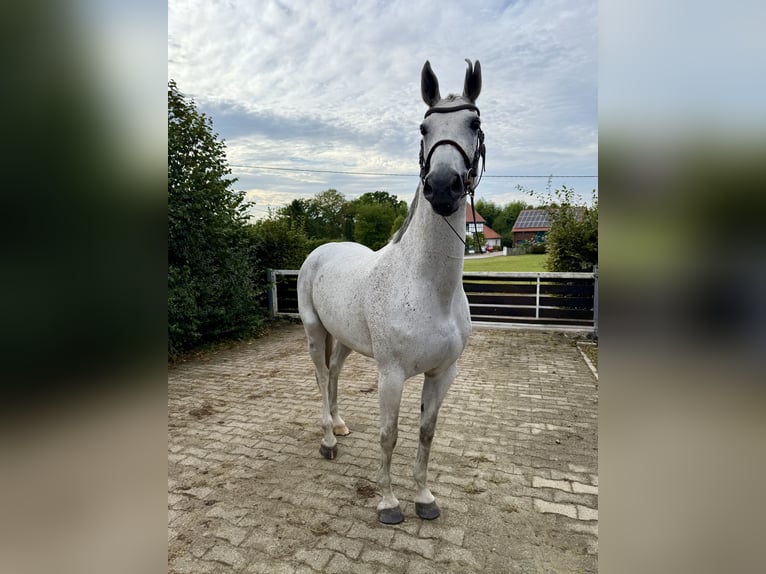 Oldenburger Stute 9 Jahre 165 cm Fliegenschimmel in Bergkamen