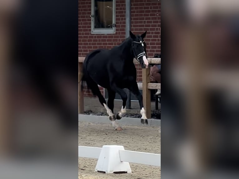 Oldenburger Stute 9 Jahre 165 cm Rappe in Wülfrath