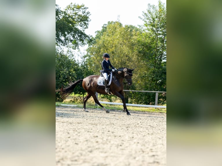 Oldenburger Stute 9 Jahre 165 cm Rappe in Ladbergen