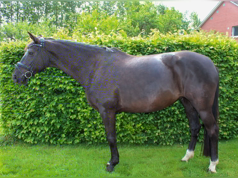 Oldenburger Stute 9 Jahre 165 cm Rappe in Ladbergen