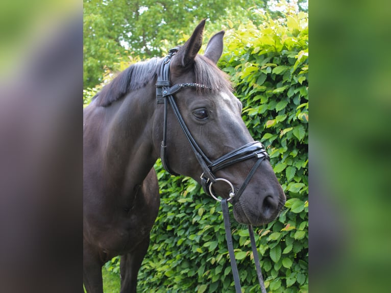 Oldenburger Stute 9 Jahre 165 cm Rappe in Ladbergen
