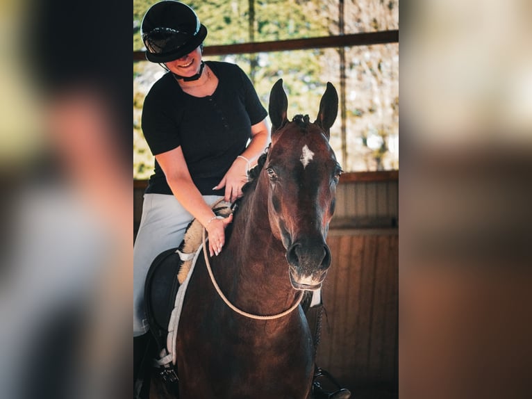 Oldenburger Stute 9 Jahre 165 cm Schwarzbrauner in Nettersheim