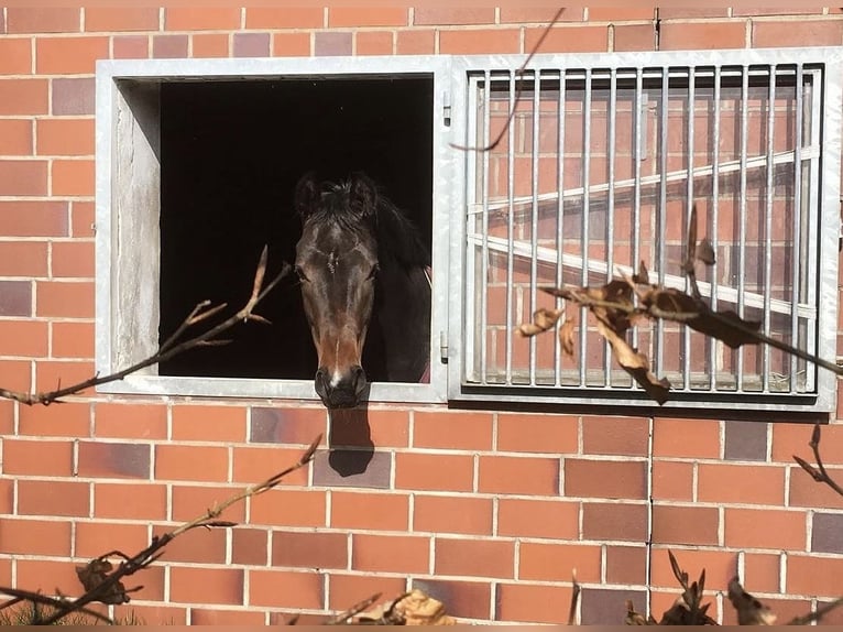 Oldenburger Stute 9 Jahre 166 cm Dunkelbrauner in Jade