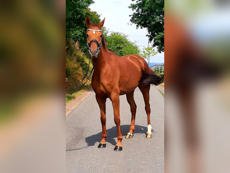 Oldenburger Stute 9 Jahre 166 cm Fuchs in Ruppichteroth
