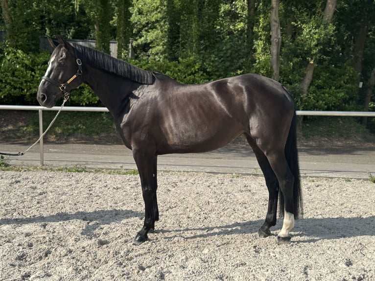 Oldenburger Stute 9 Jahre 166 cm Rappe in Premesques