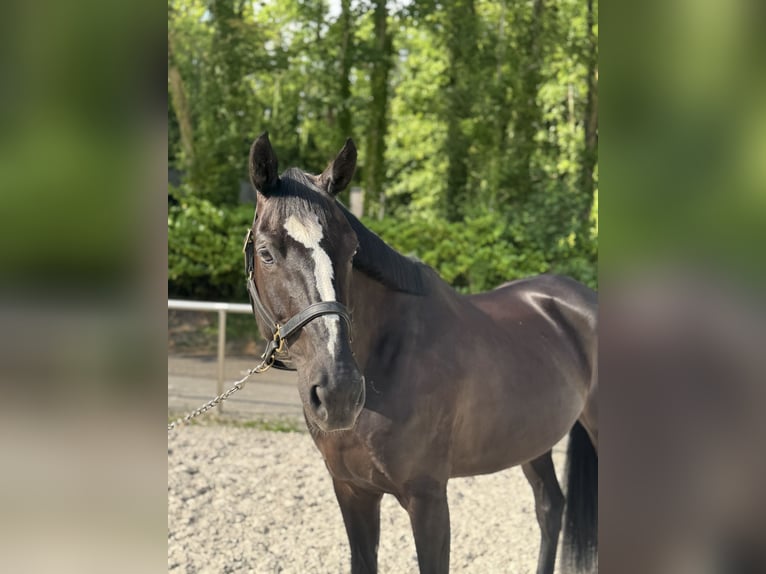 Oldenburger Stute 9 Jahre 166 cm Rappe in Premesques
