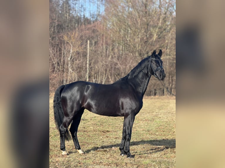 Oldenburger Stute 9 Jahre 166 cm Rappe in Gilching