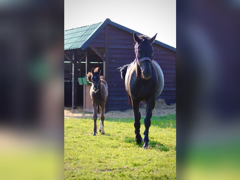 Oldenburger Stute 9 Jahre 166 cm Rappe in Gilching