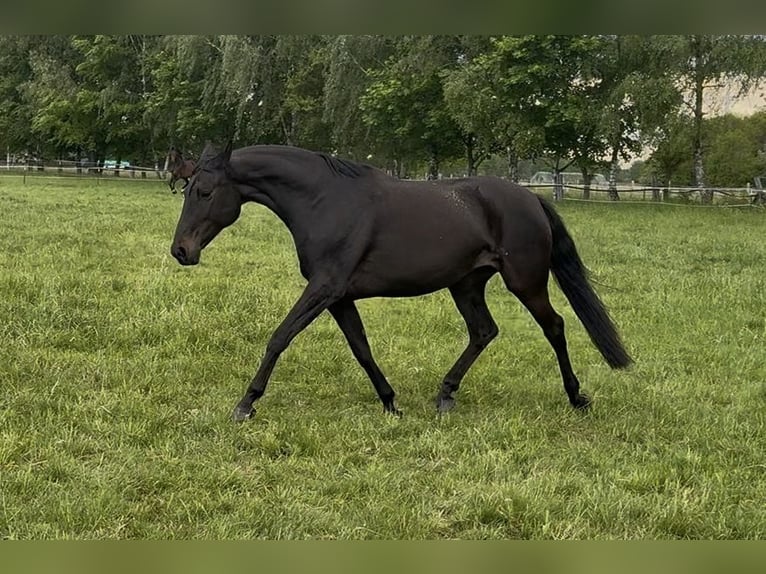 Oldenburger Stute 9 Jahre 166 cm Schwarzbrauner in Gilten