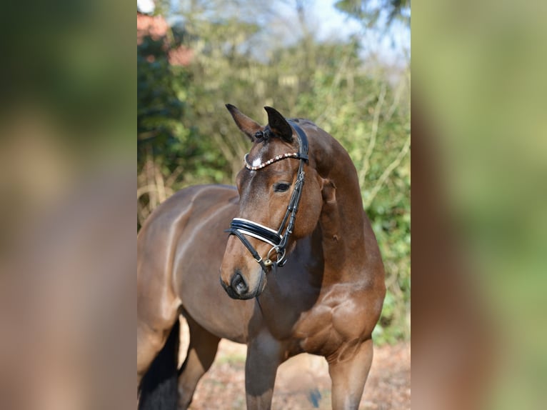 Oldenburger Stute 9 Jahre 167 cm Brauner in Dötlingen