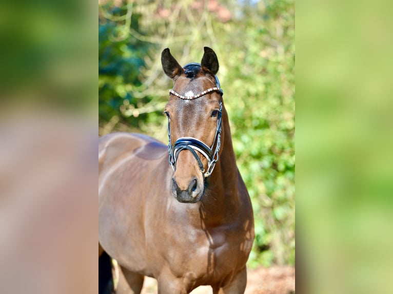 Oldenburger Stute 9 Jahre 167 cm Brauner in Dötlingen