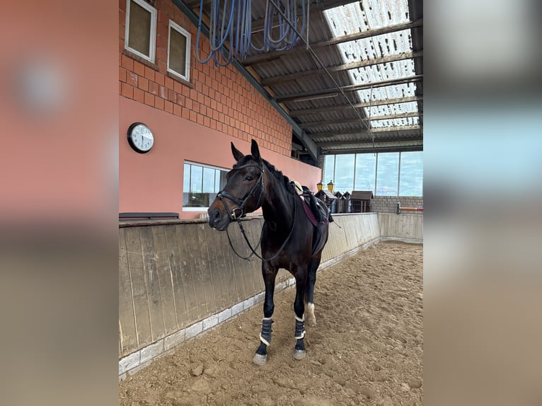 Oldenburger Stute 9 Jahre 167 cm Dunkelbrauner in Ense