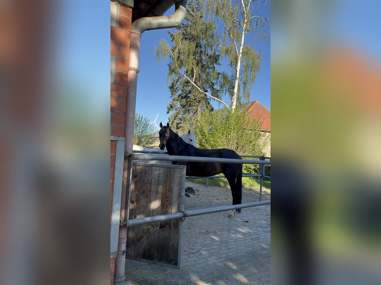Oldenburger Stute 9 Jahre 167 cm Dunkelbrauner in Ense