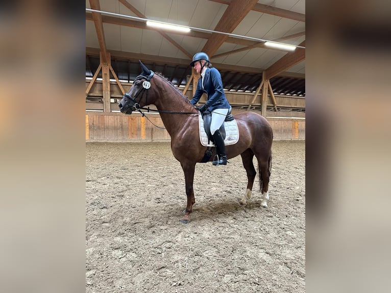 Oldenburger Stute 9 Jahre 167 cm Dunkelfuchs in Ersigen