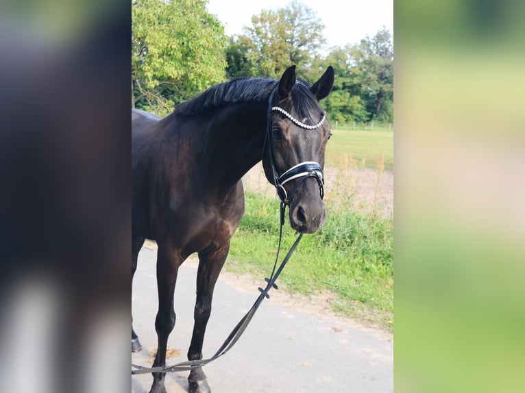 Oldenburger Stute 9 Jahre 167 cm Rappe in Linthe