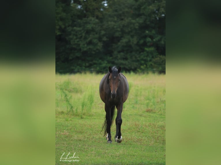 Oldenburger Stute 9 Jahre 168 cm Brauner in Bösel