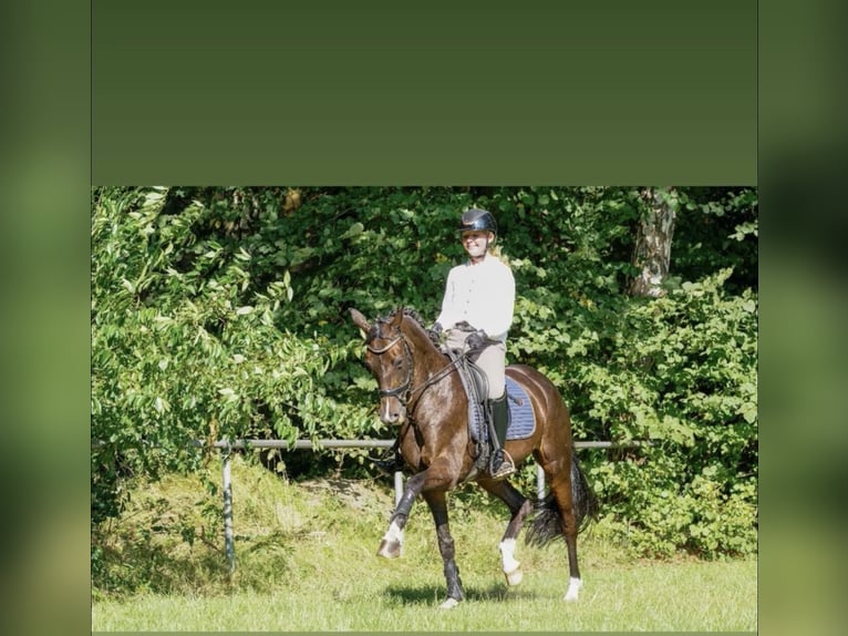 Oldenburger Stute 9 Jahre 168 cm Dunkelbrauner in Wildeshausen