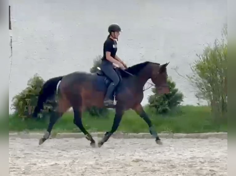 Oldenburger Stute 9 Jahre 168 cm Dunkelbrauner in Pelmberg