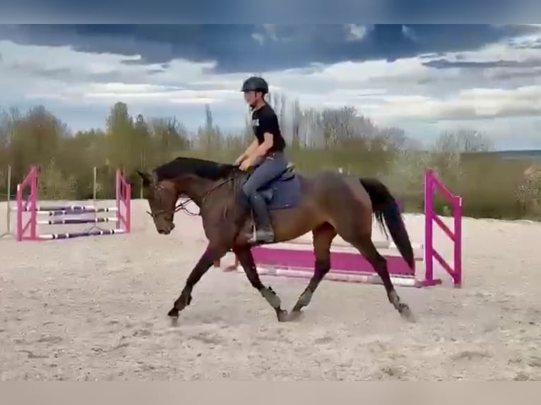 Oldenburger Stute 9 Jahre 168 cm Dunkelbrauner in Pelmberg