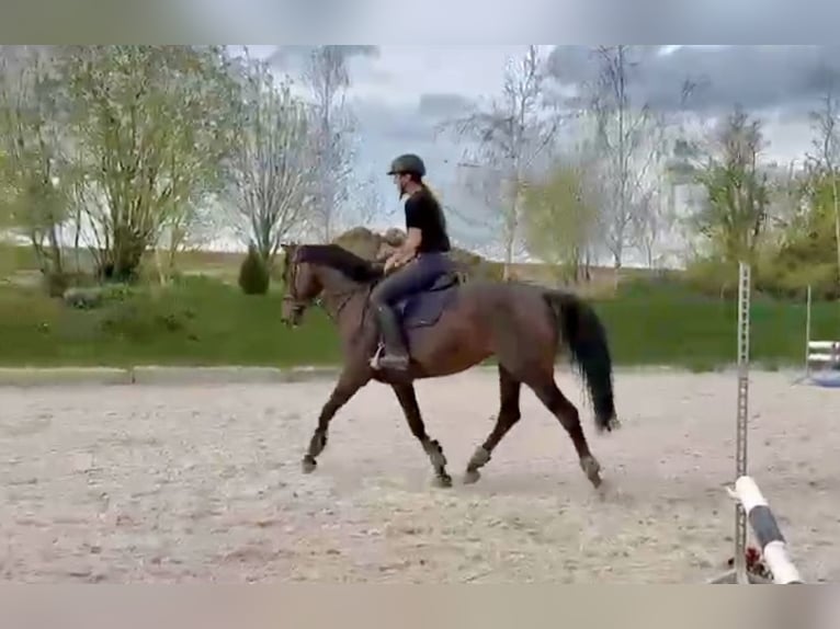 Oldenburger Stute 9 Jahre 168 cm Dunkelbrauner in Pelmberg
