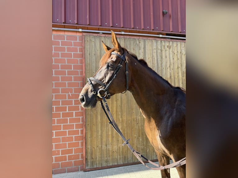 Oldenburger Stute 9 Jahre 168 cm Dunkelfuchs in Lohne (Oldenburg)