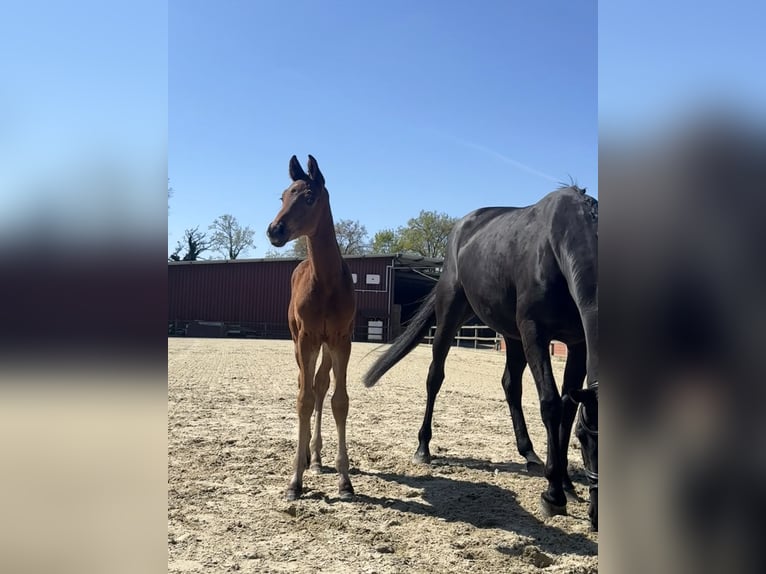 Oldenburger Stute 9 Jahre 168 cm Rappe in Lohne