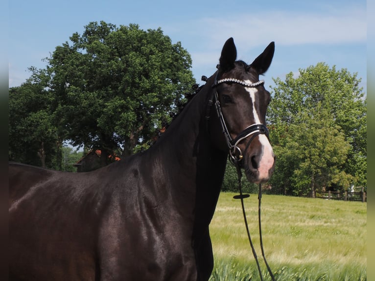 Oldenburger Stute 9 Jahre 168 cm Rappe in Bramsche