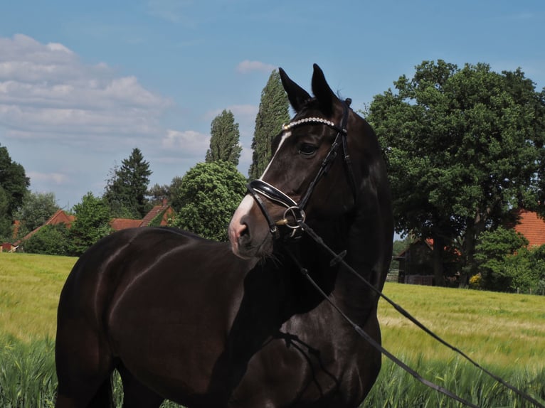 Oldenburger Stute 9 Jahre 168 cm Rappe in Bramsche