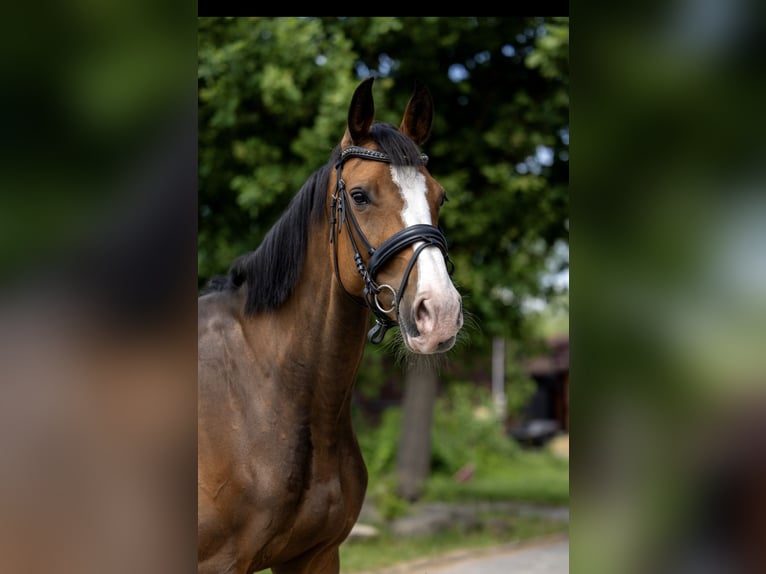 Oldenburger Stute 9 Jahre 170 cm Brauner in Kaleń-Towarzystwo