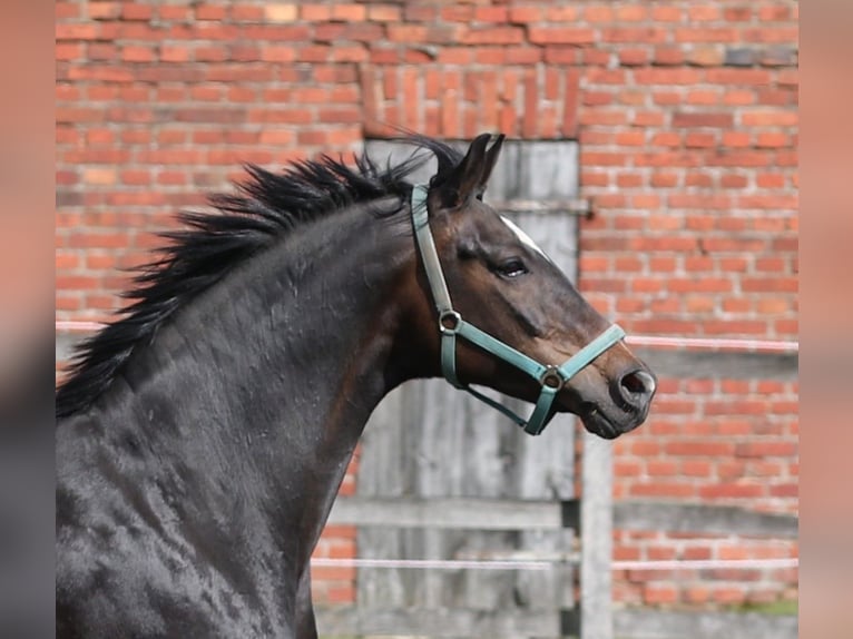 Oldenburger Stute 9 Jahre 170 cm Dunkelbrauner in Greven