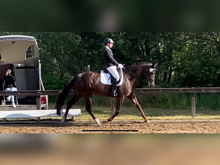 Oldenburger Stute 9 Jahre 170 cm Dunkelfuchs in Hilgermissen