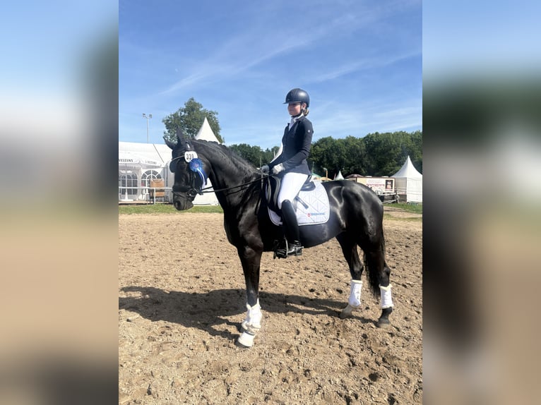 Oldenburger Stute 9 Jahre 170 cm Rappe in Vechta