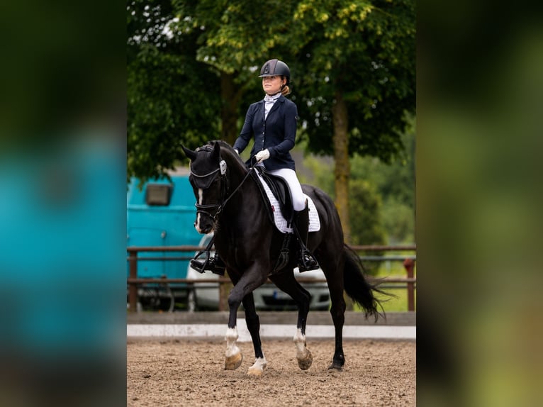 Oldenburger Stute 9 Jahre 170 cm Rappe in Vechta