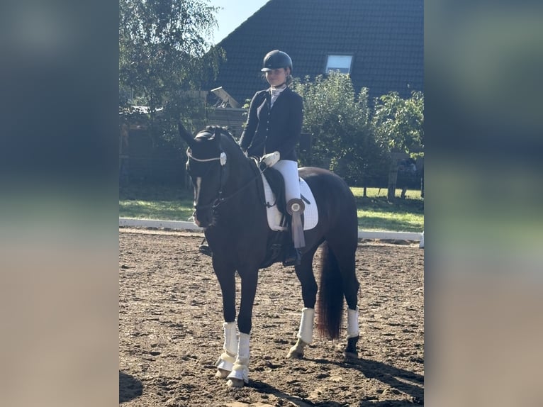 Oldenburger Stute 9 Jahre 170 cm Rappe in Vechta