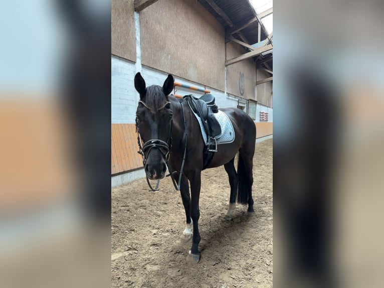 Oldenburger Stute 9 Jahre 170 cm Rappe in Moormerland
