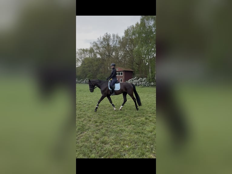 Oldenburger Stute 9 Jahre 170 cm Rappe in Moormerland