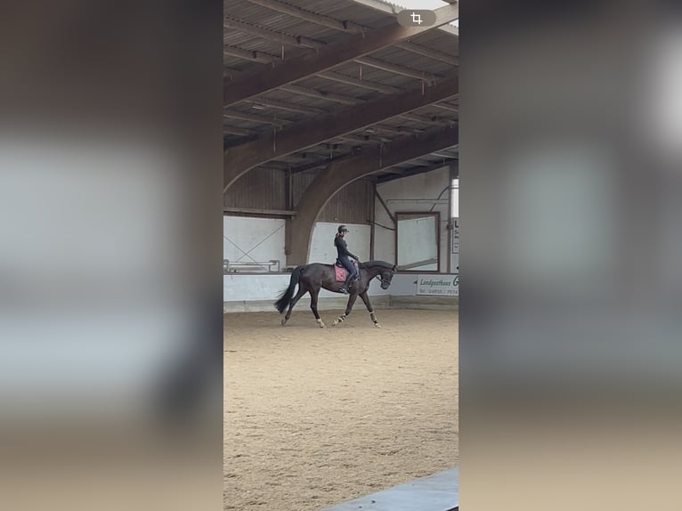 Oldenburger Stute 9 Jahre 170 cm Rappe in Moormerland