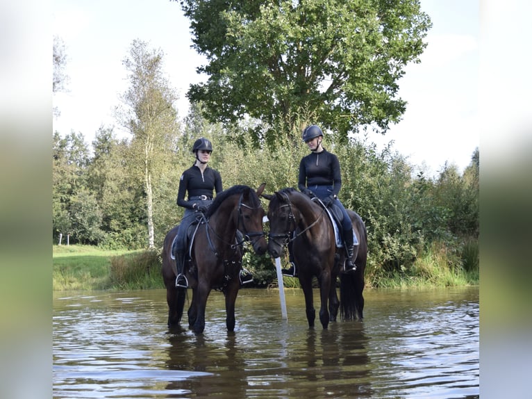 Oldenburger Stute 9 Jahre 170 cm Rappe in Moormerland
