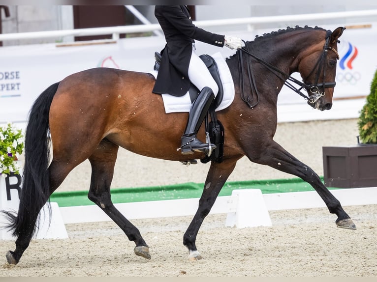 Oldenburger Stute 9 Jahre 171 cm Brauner in Moscow