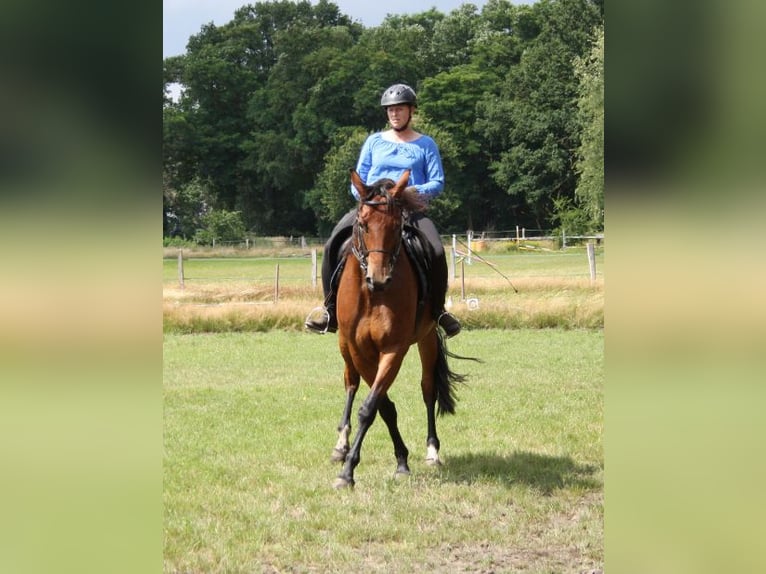 Oldenburger Stute 9 Jahre 171 cm Brauner in Papenburg