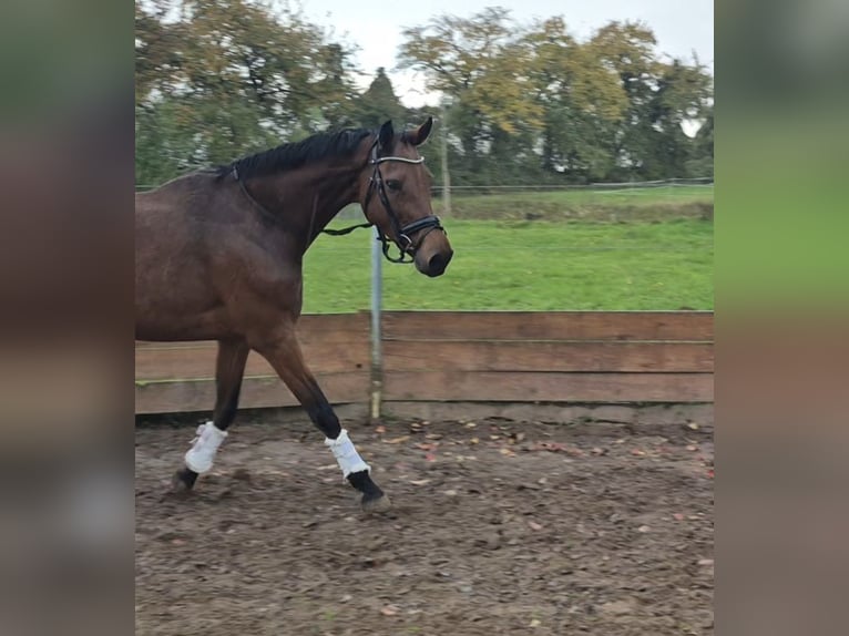 Oldenburger Stute 9 Jahre 172 cm Brauner in Bruchsal Oldenburger Stute 9 Jahre 172 cm Brauner in Bruchsal