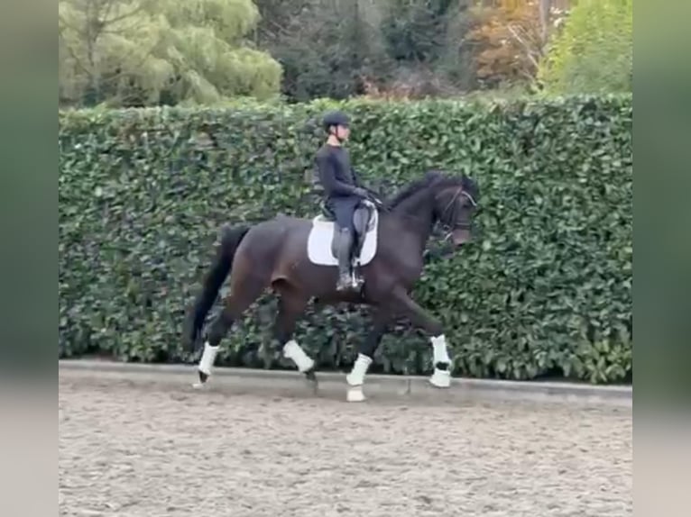 Oldenburger Stute 9 Jahre 172 cm Dunkelbrauner in Tass