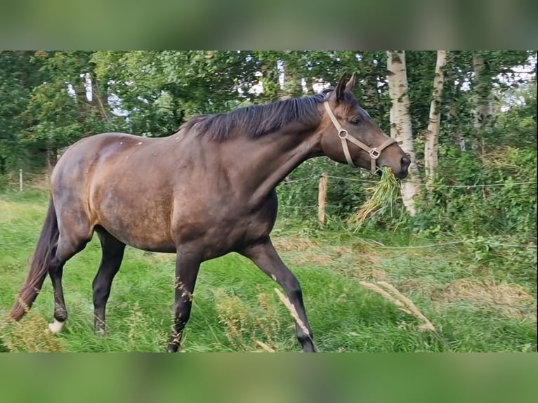 Oldenburger Stute 9 Jahre 172 cm Dunkelbrauner in Wittmund