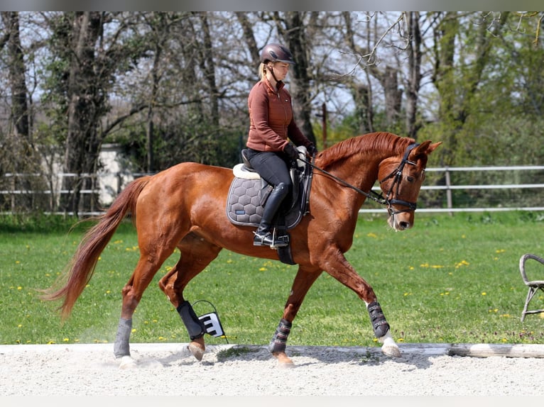 Oldenburger Stute 9 Jahre 172 cm Fuchs in Unterpetersdorf