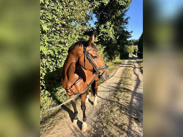 Oldenburger Stute 9 Jahre 173 cm Brauner in Neuendettelsau