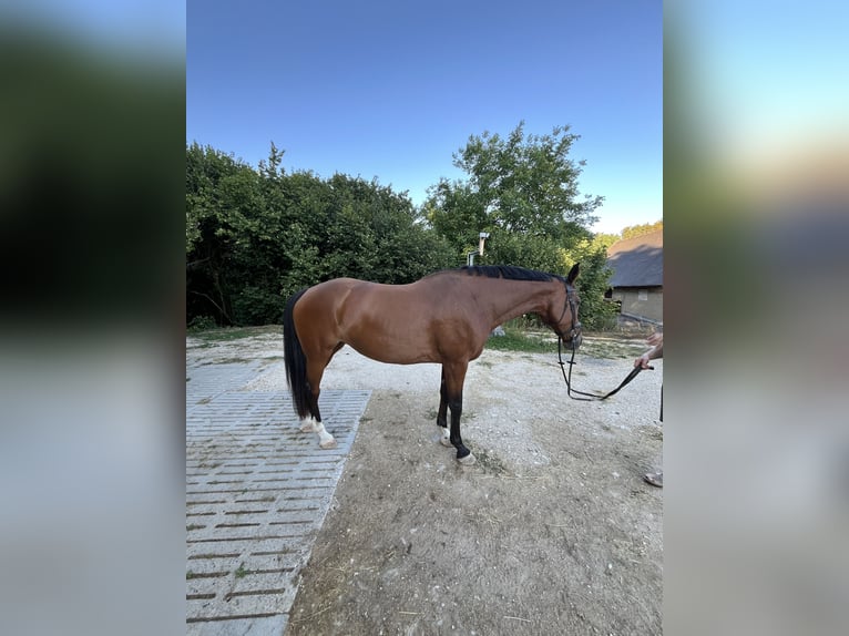 Oldenburger Stute 9 Jahre 173 cm Brauner in Neuendettelsau